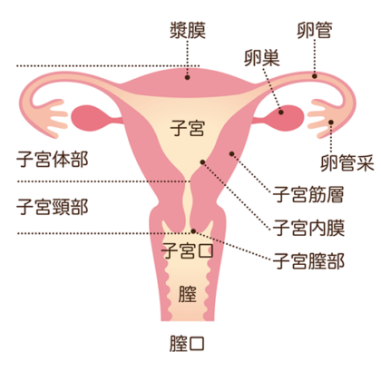 卵巣腫瘍でお悩みなら│たはらウィメンズクリニック│吹田市の婦人科・女性内科・不妊治療